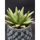 Agave " victoriae-reginae "  ( μοναδικό φυτό -unique )