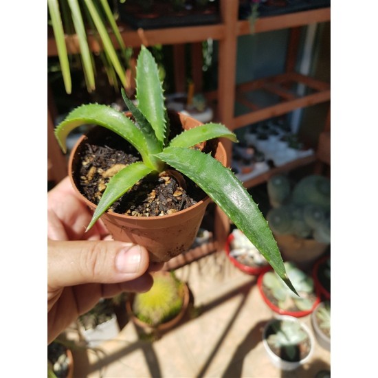 Agave decipiens - False Sisal - Florida Agave Succulent