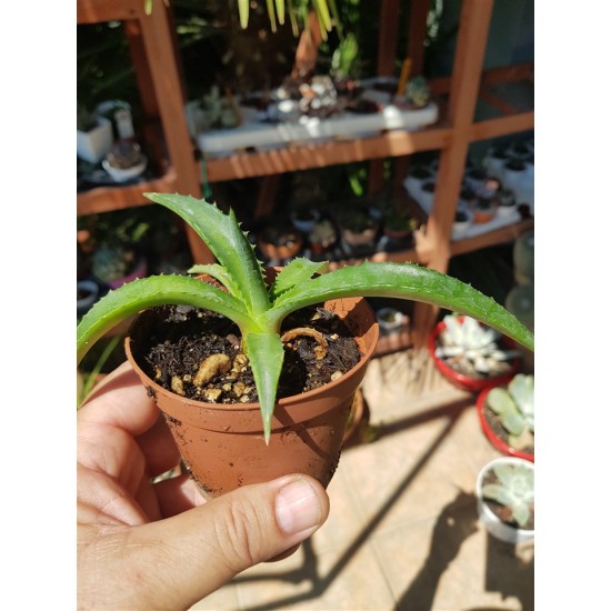 Agave decipiens - False Sisal - Florida Agave Succulent