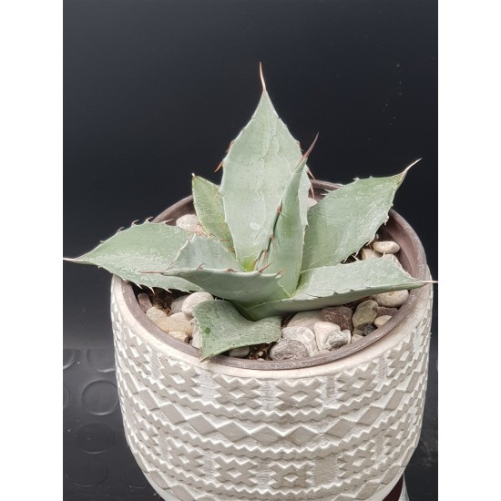 Agave " passarana " 10