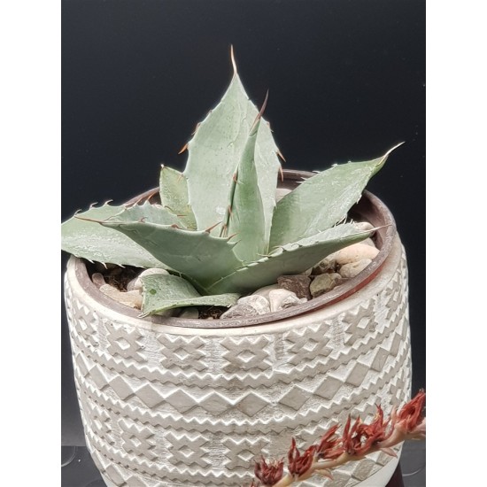 Agave " passarana " 10