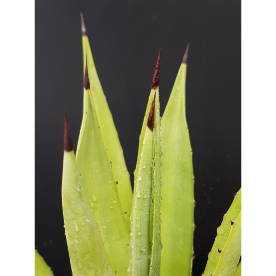 Agave decipiens 18