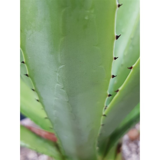 Agave decipiens 18