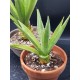 Agave decipiens 18