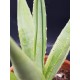 Agave decipiens 18