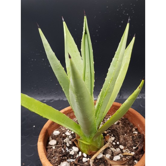 Agave decipiens 18