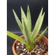 Agave decipiens 18