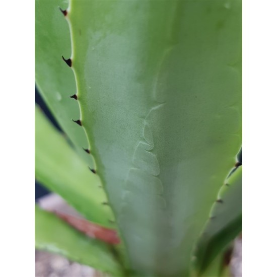 Agave decipiens 18