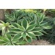 Agave attenuata "ray of light "  12