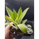 Agave attenuata "ray of light "  12