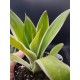 Agave attenuata "ray of light "  12