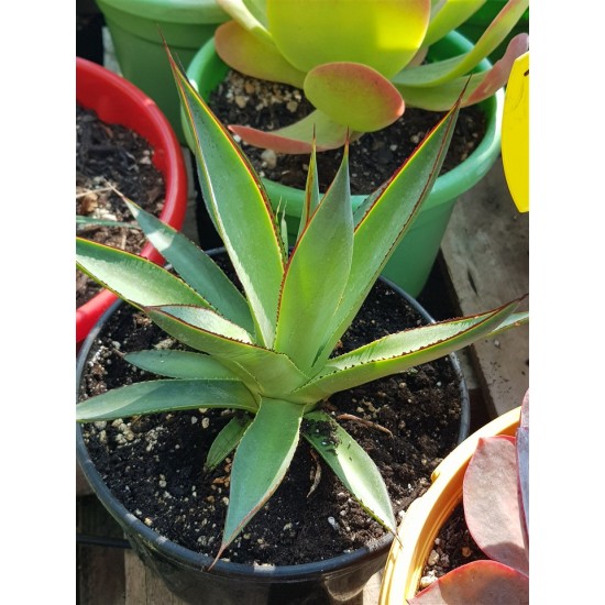 Agave attenuata " Shaka zulu " 22