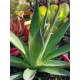 Agave attenuata " Shaka zulu " 22