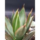 Agave " burnt burgundy " 12 