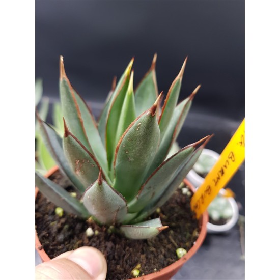 Agave " burnt burgundy " 12 