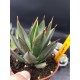 Agave " burnt burgundy " 12 