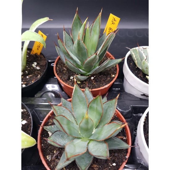 Agave " burnt burgundy " 12 