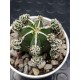 Astrophytum myriostigma cv. Hakujo Fukuryu (unique - μοναδικό φυτό)