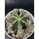 Astrophytum myriostigma cv. Hakujo Fukuryu (unique - μοναδικό φυτό)