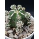 Astrophytum myriostigma cv. Hakujo Fukuryu (unique - μοναδικό φυτό)