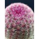 Echinocereus rigidissimus ( Rainbow Cactus ) γλ. 8,5
