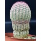 Echinocereus rigidissimus ( Rainbow Cactus ) γλ. 8,5