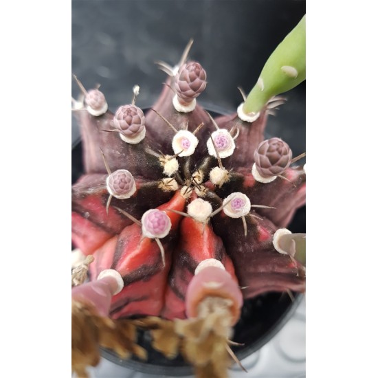 Gymnocalycium variegatum  IV γλ.10 cm (unique - μοναδίκο φυτό) 