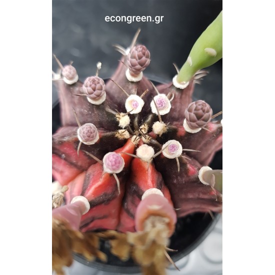 Gymnocalycium variegatum  IV γλ.10 cm (unique - μοναδίκο φυτό) 