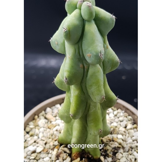 Myrtillocactus geometrizans 'Fukurokuryuzinboku' (Breast Cactus)  gl. 12 (unique - μοναδικό φυτό)