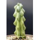 Myrtillocactus geometrizans 'Fukurokuryuzinboku' (Breast Cactus)  gl. 12 (unique - μοναδικό φυτό)
