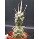 Tephrocactus articulatus var.papyracanthus (Paper Spine Cactus) γλ.8,5