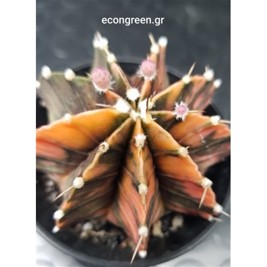 Gymnocalycium variegatum I γλ.10 cm (unique - μοναδίκο φυτό) 