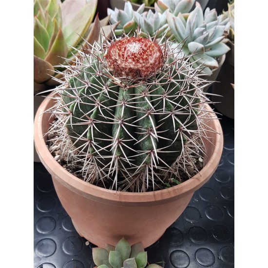 Melocactus "metanzanus" 13  ( μοναδίκο φυτό -unique )