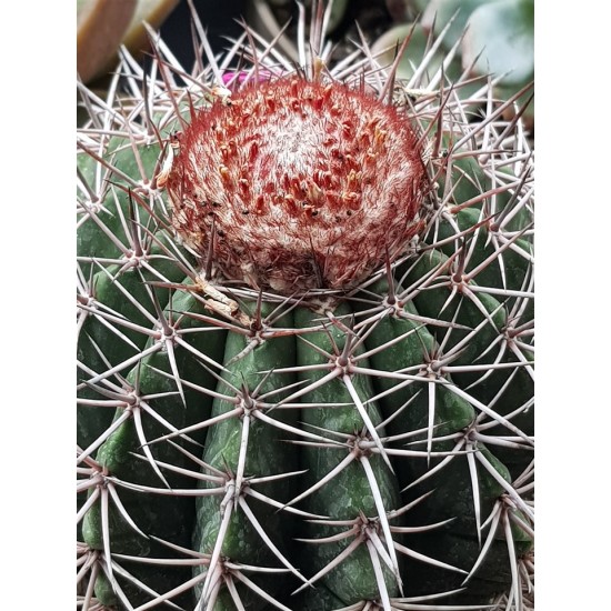 Melocactus "metanzanus" 13  ( μοναδίκο φυτό -unique )