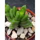 Crassula " benjamin " 8,5