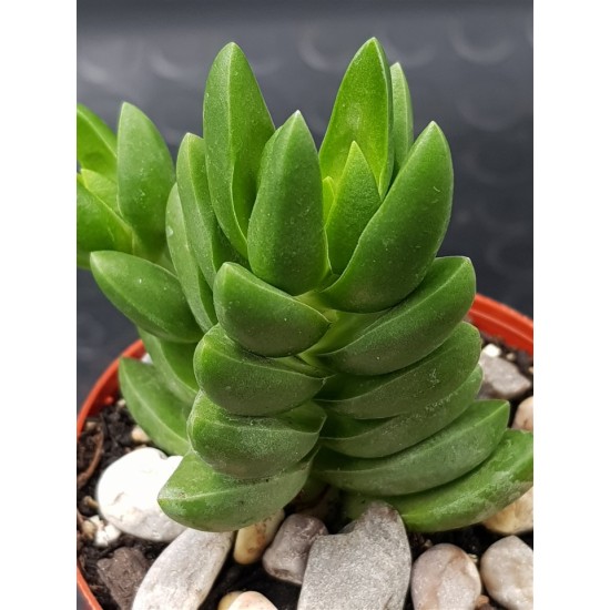 Crassula " benjamin " 8,5