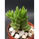 Crassula " benjamin " 8,5