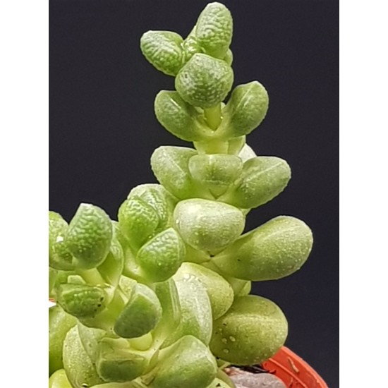 Crassula "elegans " 8,5