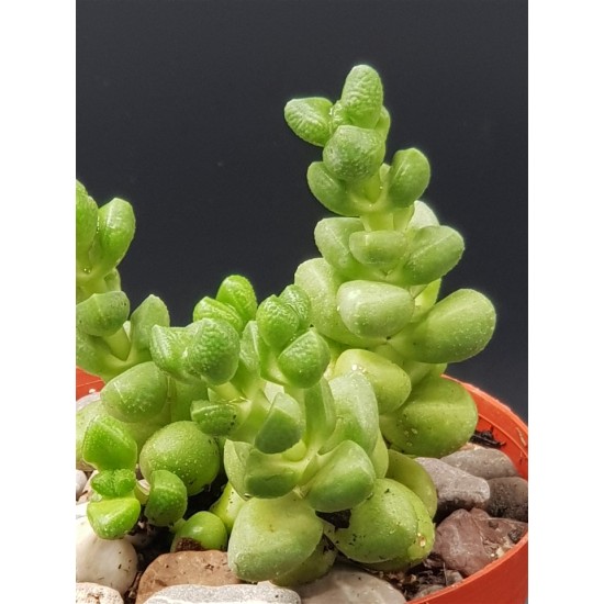 Crassula "elegans " 8,5