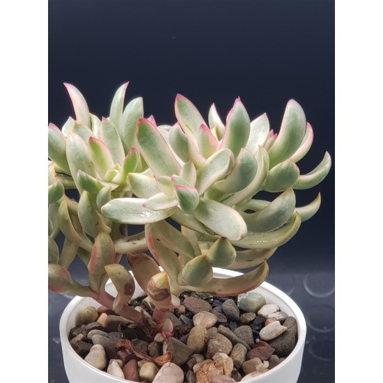 Crassula rubricaulis - cantle plant 10 ( unique- μοναδικό φυτό ) 