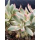 Crassula rubricaulis - cantle plant 10 ( unique- μοναδικό φυτό ) 