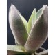 Crassula garnet lotus ΓΛ.8,5