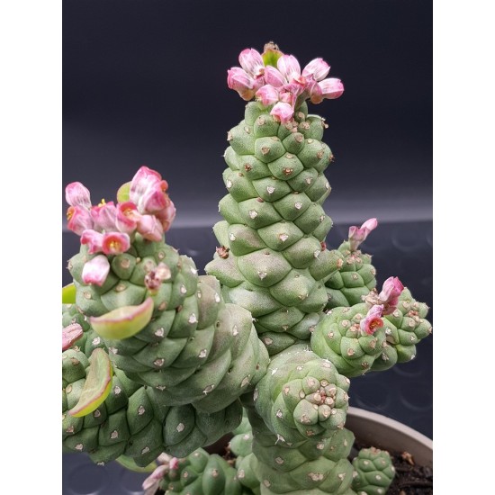 Monadenium ritchiei γλ. 8,5