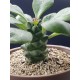 Monadenium ritchiei γλ. 8,5