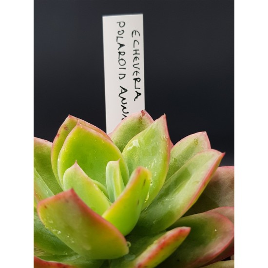 Ταμπέλακι σήμανσης φυτών μικρό ( 1,6cm  Χ 10cm)   10 TEM.
