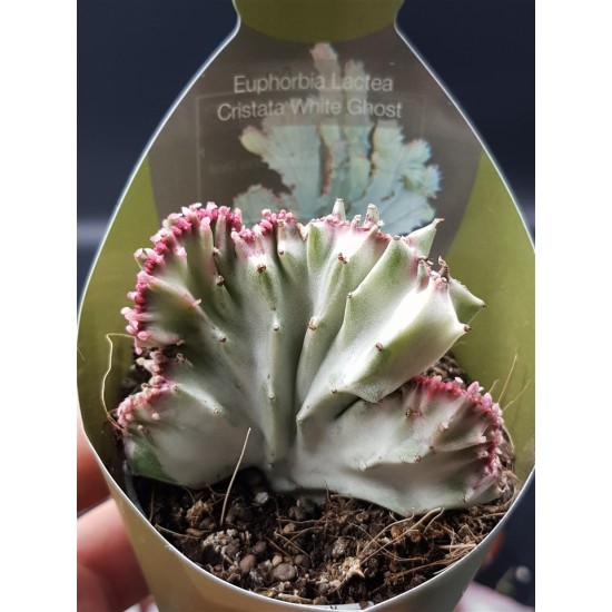 Euphorbia lactea white ghost 8,5