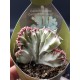 Euphorbia lactea white ghost 8,5