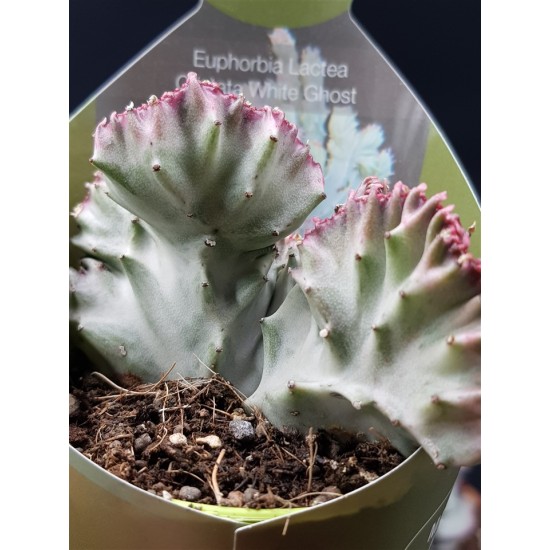 Euphorbia lactea white ghost 8,5