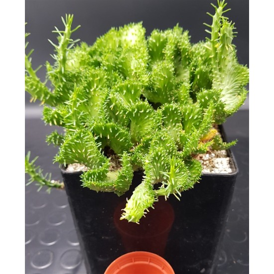 Euphorbia pugniformis 'Cristata' ( unique- μοναδικό φυτό )