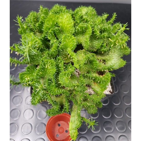Euphorbia pugniformis 'Cristata' ( unique- μοναδικό φυτό )